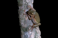 Squirrel Frog
