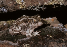 Great Basin Spadefoot