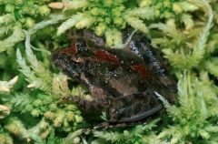 Northern Cricket Frog-1