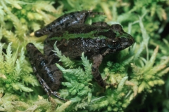 Northern Cricket Frog-2