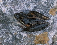 Southern Cricket Frog