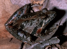 Southern Cricket Frog-2