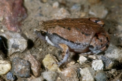 Sheep Frog