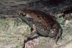 Eastern Narrow-mouthed Frog