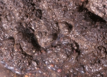 Great Basin Spadefoot-2