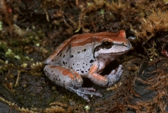 Pacific Tree Frog-1