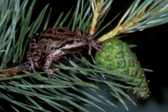 Pacific Tree Frog-2