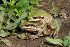 Pacific Tree Frogs-3