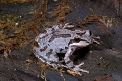Pacific Tree Frog-4