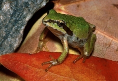 Pacific Tree Frog-5