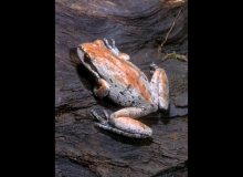 Pacific Tree Frog-6