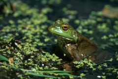 Bullfrog-1