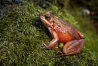 Red-legged Frog-1