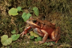 Red-legged Frog-2