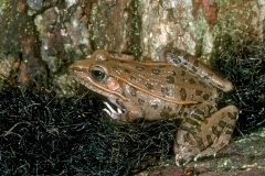 Southern Leopard Frog