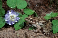 Rio Grande Leopard Frog