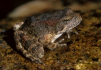 Yellow-legged Frog-1