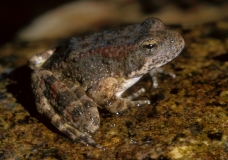 Yellow-legged Frog-1