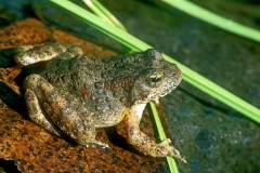 Yellow-legged Frog-2