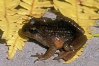 Tailed Frog - female