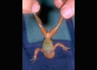 Tailed Frog - male