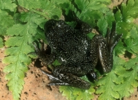 Tailed Frog-male-2