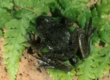 Tailed Frog-male-2