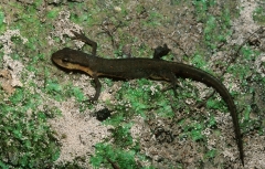 Eastern Newt