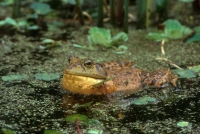 Bullfrog-2