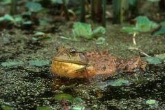 Bullfrog-2
