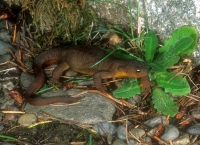 Rough-skinned Newt-2