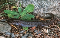 Giant Pacific Salamander