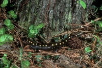 Spotted Salamander