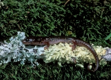 Arboreal Salamander