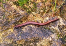 California Slender Salamander