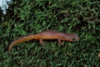 Yellow-eyed Ensatina