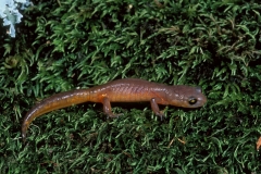 Yellow-eyed Ensatina
