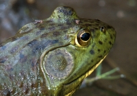 Bullfrog-3