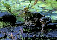 Bullfrog-4