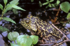 Bull Frog-5