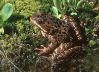 Cascades Frog