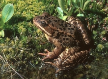 Cascades Frog