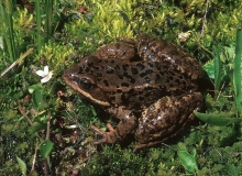 Cascades Frog-2