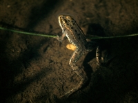 Spotted Frog