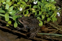 Spotted Frog-2
