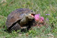 Berlander's Tortoise