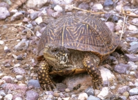 Desert Box Turtle