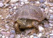 Desert Box Turtle