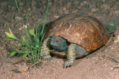 Ornate Box Turtle-2