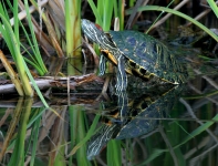 Red-eared Slider